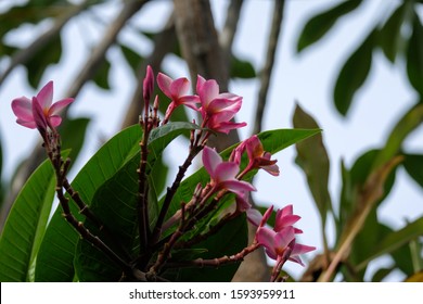 Frangipani Flowers Bunga Kamboja Tree Green Stock Photo 1593959911 ...