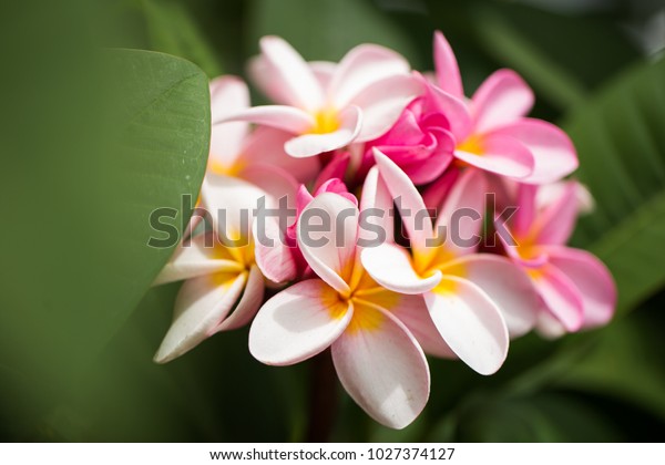 フランジパニの花は美しいプルメリアの接写 緑の葉の背景にタイのフランジパニの花の驚き タイの温泉とセラピーフラワー の写真素材 今すぐ編集