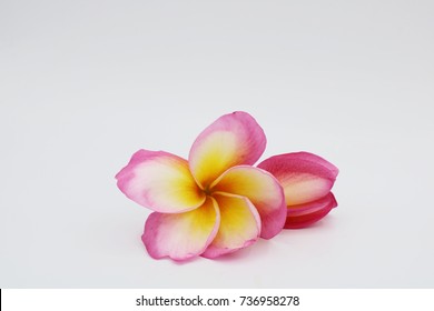 frangipani flowers with drop of water isolated on white background