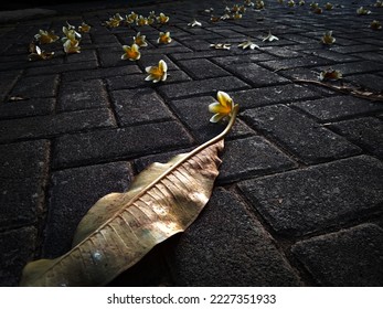 frangipani flowers falling on the paving road taken at a low angle with dark mode, used for elegant background