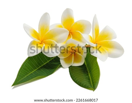 Frangipani flowers with leaves isolated on white