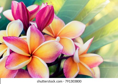 赤素馨花的圖片 庫存照片和向量圖 Shutterstock
