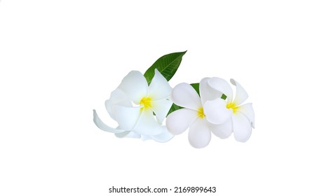 Frangipani Flowers On A White Background.