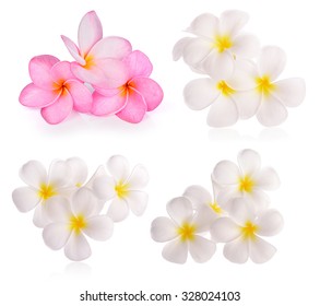 Frangipani Flowers On White Background