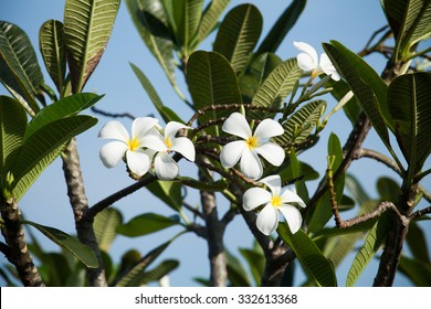 Frangipani Flowers, Frangipani, Pagoda Tree Or Temple Tree