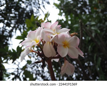 Frangipani flowers, pale pink, yellow pollen, photographed from a high place shallow depth of field - Shutterstock ID 2244191369