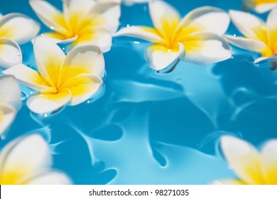 11,189 Beach frangipani Stock Photos, Images & Photography | Shutterstock