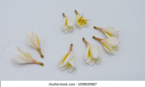 Frangipani isolated on white background - Shutterstock ID 1098039887