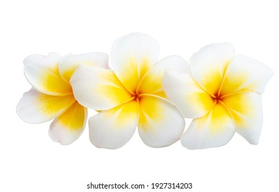 Frangipani Isolated On White Background 