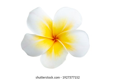 Frangipani Isolated On White Background 