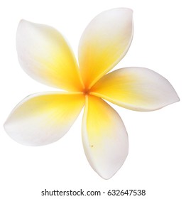 Frangipani Isolated On White Background