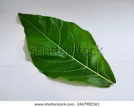 Frangipani leaf, Top view leaf texture, tree leaves, leaf texture with isolate white background.

