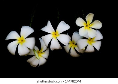 Frangipani National Flower Laos Stock Photo 144782044 | Shutterstock