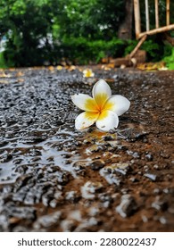 The frangipani is the national tree of Laos, where it is called dok jampa. It is regarded as a sacred tree in Laos  - Shutterstock ID 2280022437