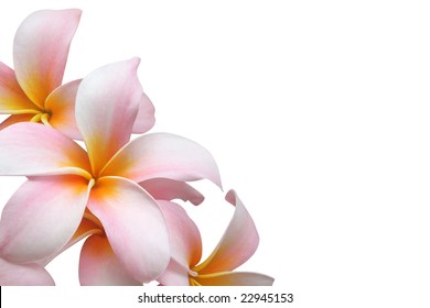 Frangipani (plumeria) Border