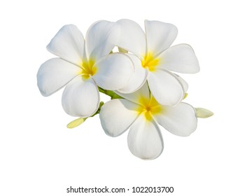 Frangipani ( Plumeria ) Flower Isolated On White