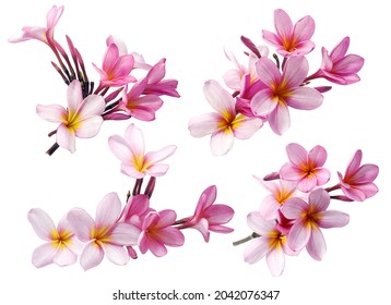 Frangipani or Plumeria flower isolated on white background