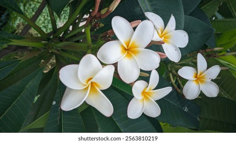 frangipani (Plumeria) flores en