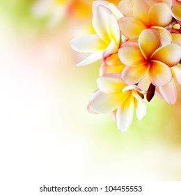 Frangipani Plumeria Flowers Border Design