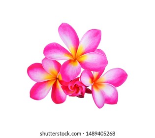 Plumeria Frangipani Flowers Watercolor Single Motifs Stock Illustration ...