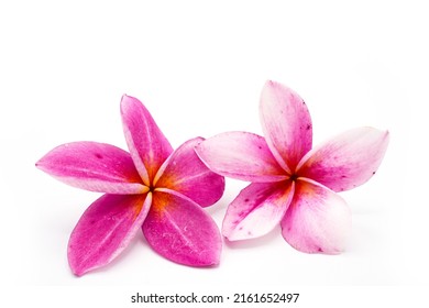 3,555 Nicaragua flower Images, Stock Photos & Vectors | Shutterstock