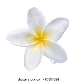 Frangipani Plumeria Spa Flower Isolated On White