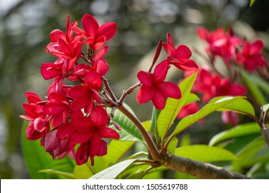 Frangipani, Plumeria, Temple Tree, Graveyard Tree (Apocynaceae)