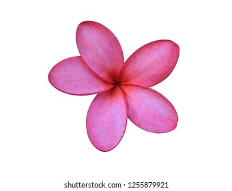 Frangipani, Plumeria, Temple tree, Pink flower isolated on white background. with clipping path