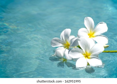 frangipani spa flowers over shiny water background-14