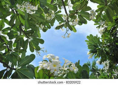 frangipani, temple flower with blue sky