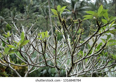 Frangipani Tree Green Leaves Stock Photo 1316848784 | Shutterstock