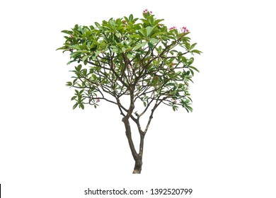 frangipani tree