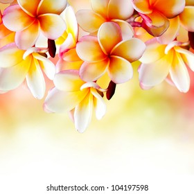 Frangipani Tropical Spa Flower. Plumeria Border Design