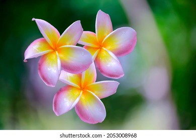 Frangipani Tropical Spa Flower. Plumeria Border Design, On A Blurry Background.