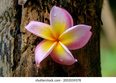 Frangipani Tropical Spa Flower. Plumeria Border Design