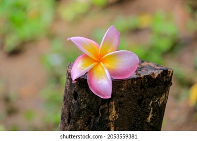 Frangipani Tropical Spa Flower. Plumeria Border Design