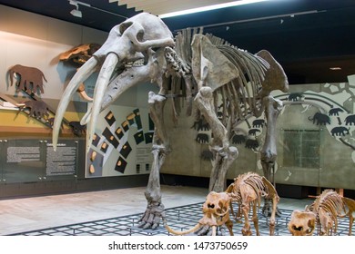 9 Palaeoloxodon falconeri Images, Stock Photos & Vectors | Shutterstock