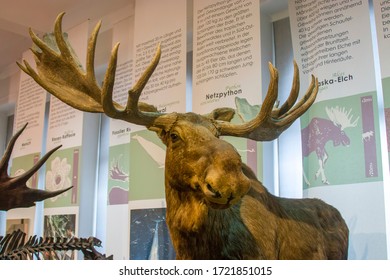 Frankfurt German July 27th 2019: The Specimen Of Moose Alces Alces In Exhibition Area 