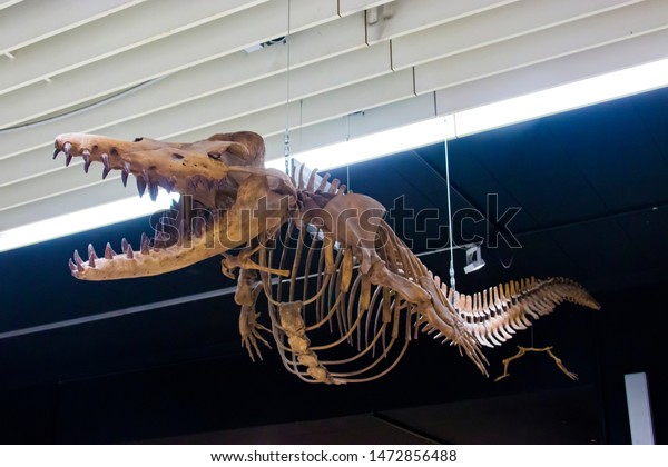 Frankfurt German July 27th 2019:\
The fossil of\
dorudon atrox in Naturmuseum Senckenberg.\
It is a genus of extinct\
basilosaurid ancient whales that lived alongside Basilosaurus in\
the Eocene.