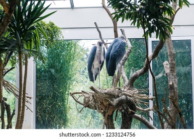 Flamingo Scene Stock Photos Images Photography Shutterstock