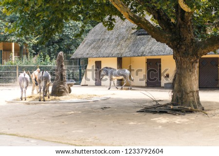 Similar – Lipizzaner, Pferderasse, Slowenien, Europa