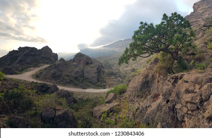 Frankincense Baum am natürlichen Standort im Süden Oman