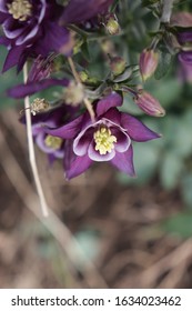 Franklin Vermont Flowers, Blue Columbine