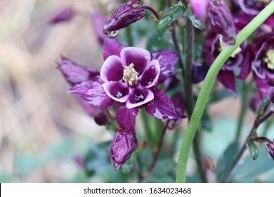 Franklin Vermont Flowers, Blue Columbine