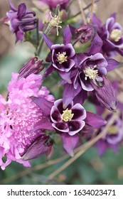 Franklin Vermont Flowers, Blue Columbine