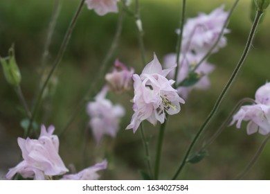 Franklin Vermont Flowers, Pink Columbine