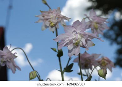 Franklin Vermont Flowers, Pink Columbine