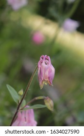 Franklin Vermont Flowers, Pink Columbine