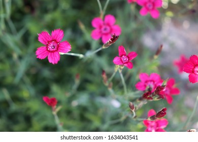 Franklin Vermont Flowers, Pink Dianthus