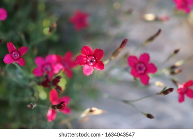 Franklin Vermont Flowers, Pink Dianthus